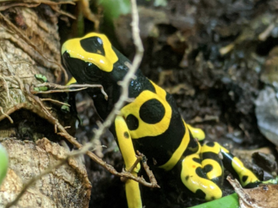 Bumblebee dart frog, Dendrobates leucomelas, care sheet