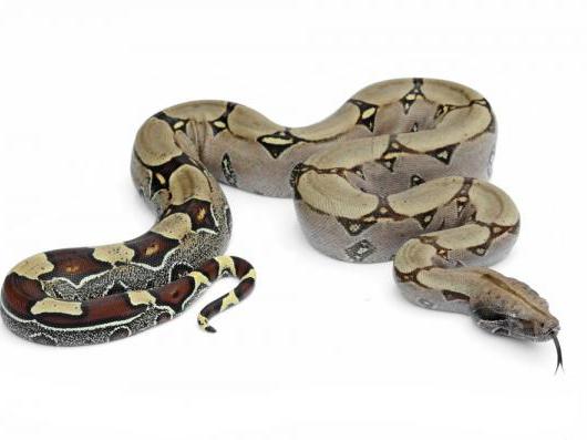 Feeding your reptiles frozen food