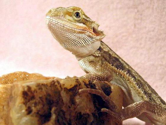 What is the best substrate for Bearded dragons?