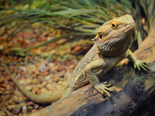 What is reptile brumation and how can I prepare for it?