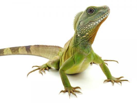 Beginner reptiles