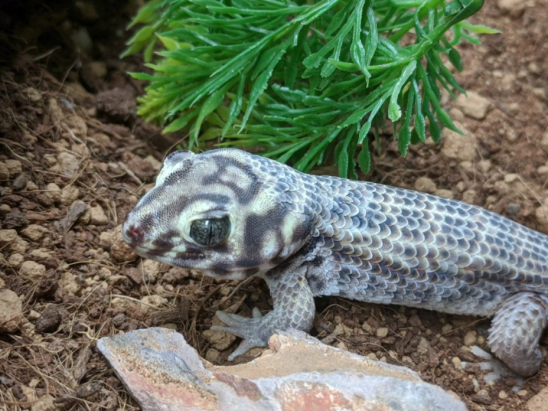 Wonder gecko, Teratoscincus scincus, care sheet