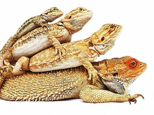 Impaction in Bearded dragons