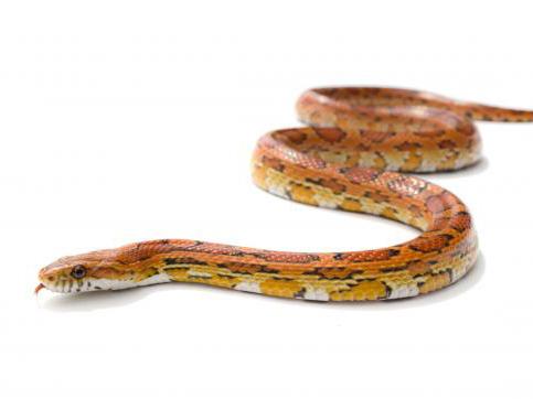 Corn snake, Pantherophis guttatus, care sheet