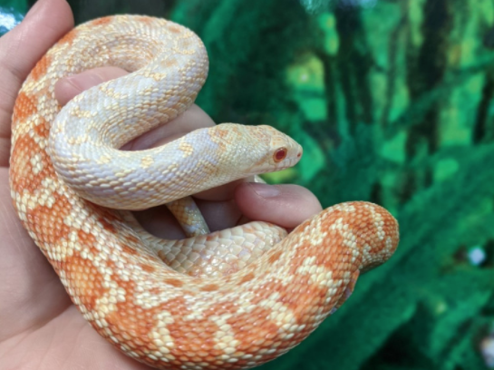 Gopher snake, Pituophis catenifer, care sheet