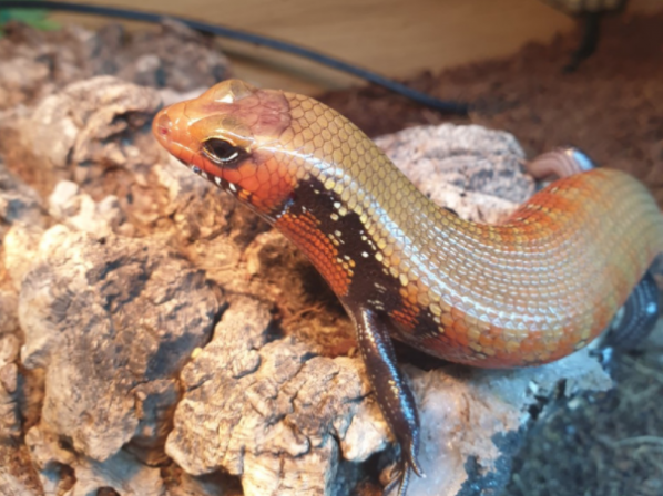 Fire skink, Lepidothyris fernandi, care sheet