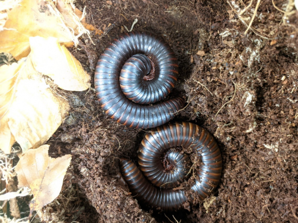 Giant african millipede, Archispirostreptus gigas, care sheet